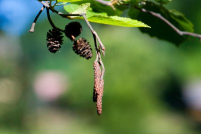 Alnus incana 'Aurea' - olše šedá (90) - jehněda